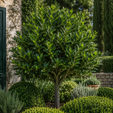 Laurus nobilis