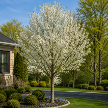 Pyrus calleryana Capital