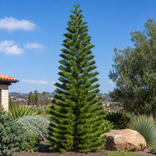 Araucaria columnaris