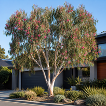 Eucalyptus forrestiana