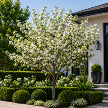 Pyrus fauriei Westwood Korean Sun