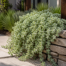 Helichrysum Petiolare