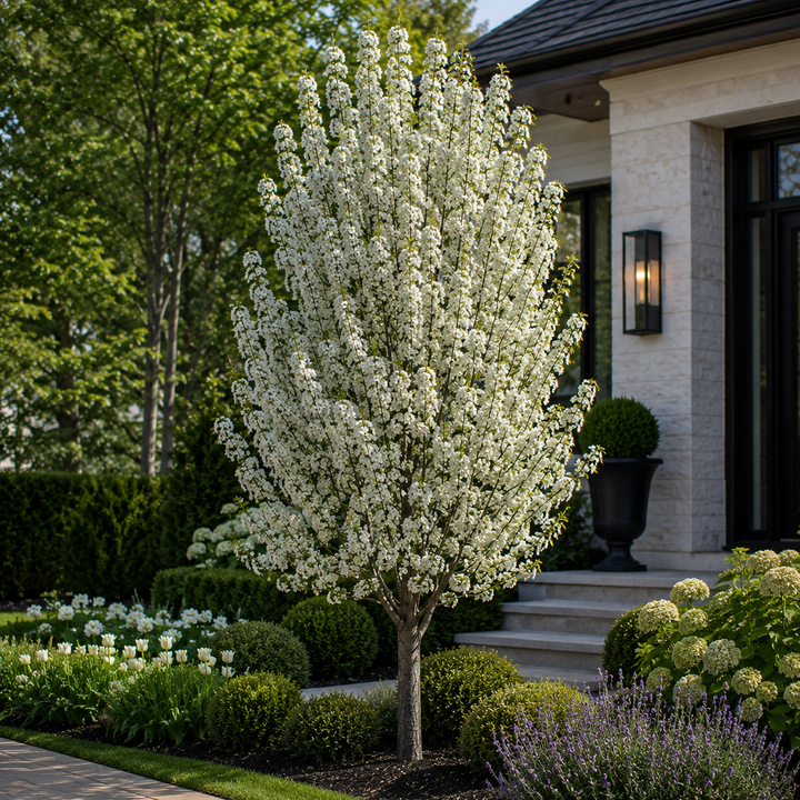 Pyrus calleryana Red Spire