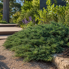 Juniperus conferta