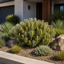 Banksia marginata