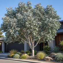 Eucalyptus cinerea