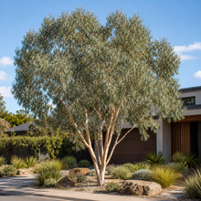 Eucalyptus cephalocarpa