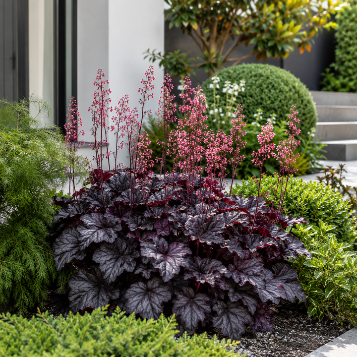 Heuchera Black Forest Cake