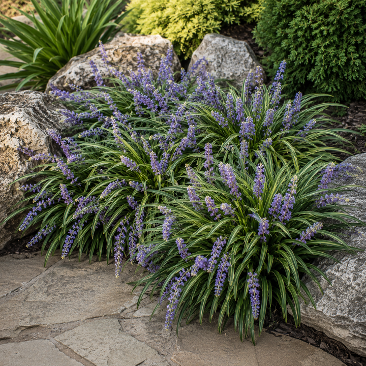 Liriope muscari Emerald Cascade