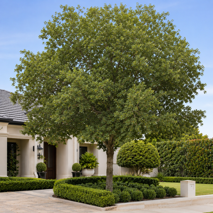 Celtis australis