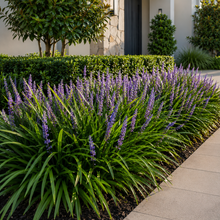 Liriope muscari Evergreen Giant