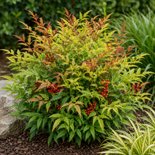 Nandina domestica Gulf Stream