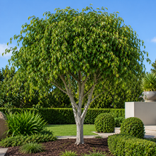 Ficus microcarpa hillii