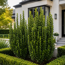 Euonymus japonicus Green Rocket