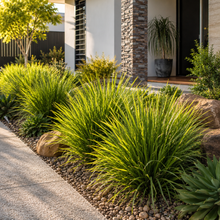 Lomandra Lime Tuff