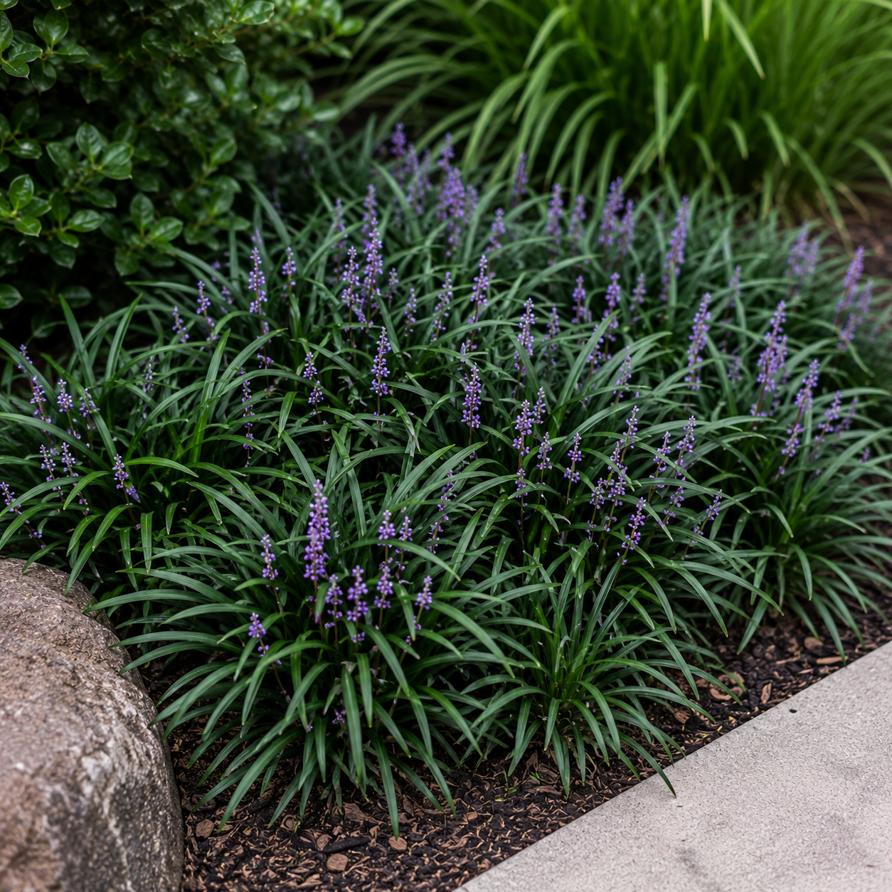 Ophiopogon japonicus