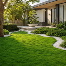 Zoysia tenuifolia