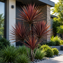 Cordyline australis Red Star