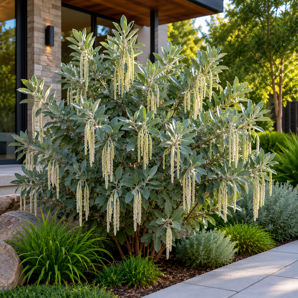 Garrya elliptica