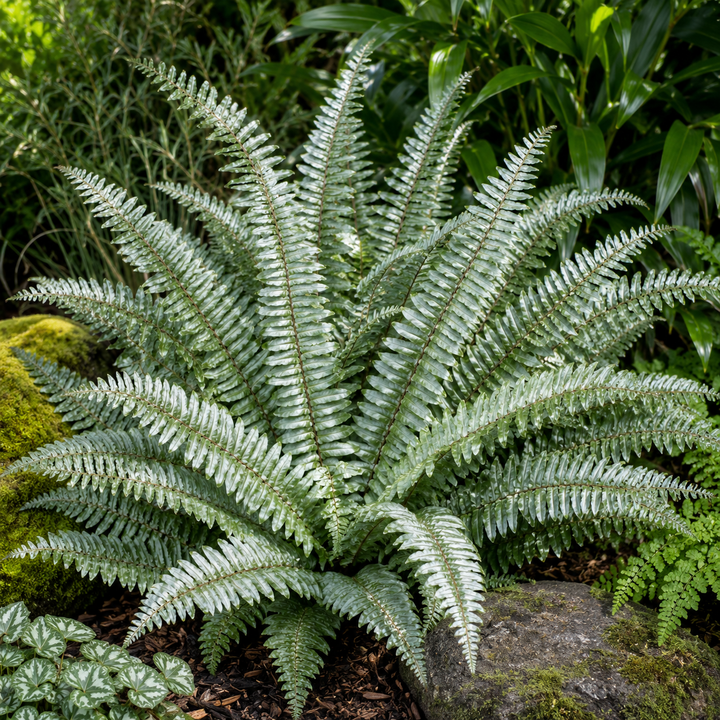Blechnum gibbum Silver Lady