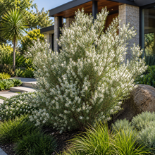 Melaleuca linariifolia Snowstorm