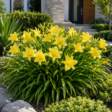 Hemerocallis Stella Citron