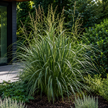 Carex appressa