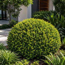 Euonymus japonicus microphyllus Tom Thumb