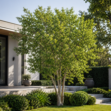 Ulmus parvifolia Chinese Elm