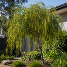 Acacia pendula