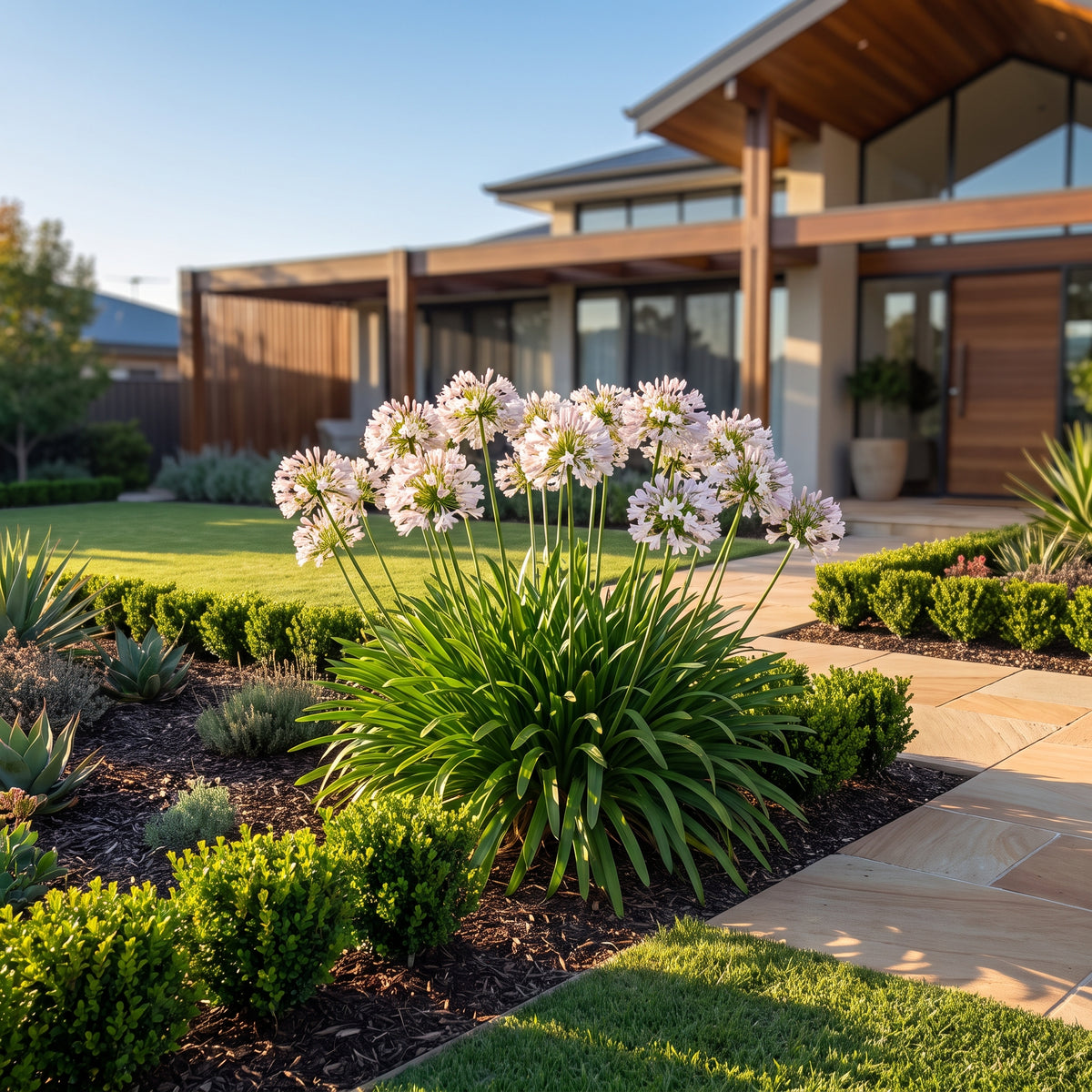 Agapanthus Blush Pink