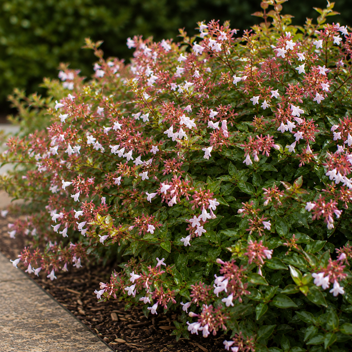 Abelia ‘Francis Mason’ - Abelia x grandiflora ‘Francis Mason’ in an Australian garden setting
