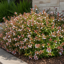Abelia grandiflora dwarf - Abelia grandiflora dwarf in an Australian garden setting