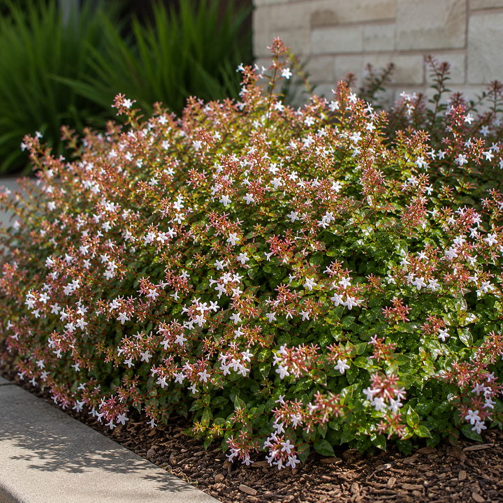Abelia grandiflora dwarf - Abelia grandiflora dwarf in an Australian garden setting