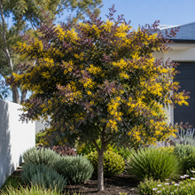 Acacia baileyana ‘Purpurea’ - Acacia baileyana ‘Purpurea’ in an Australian garden setting