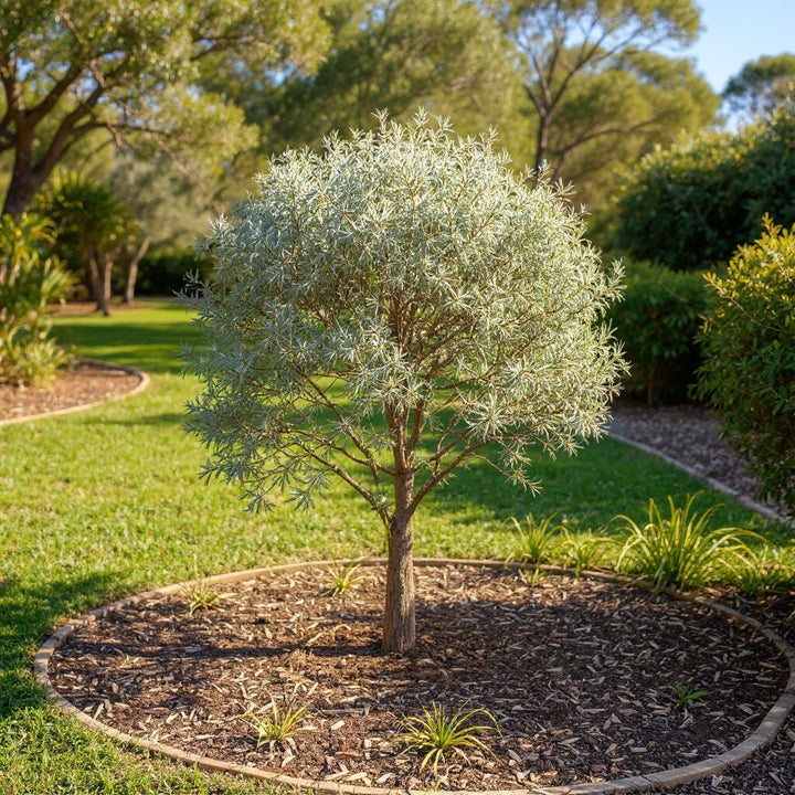 Acacia binervia Sterling Silver plant showing silvery-grey foliage
