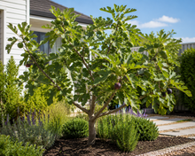 Adam Fig Tree - Ficus carica 'Adam' in an Australian garden setting