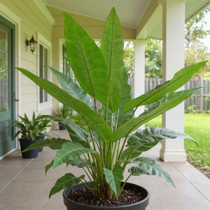 African Mask Plant showing bold, architectural foliage