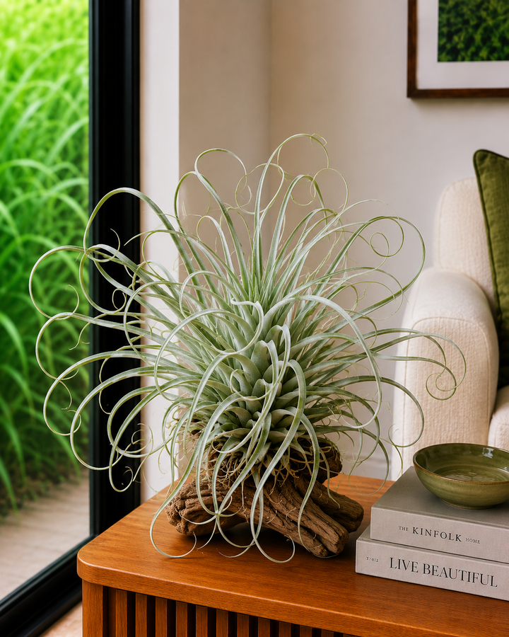 Air Plant - Tillandsia ‘Curly Slim’ in an Australian garden setting