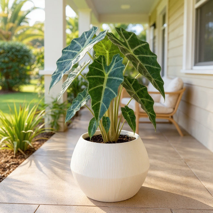 Alocasia amazonica 'dwarf' plant showing bold, sculptural foliage