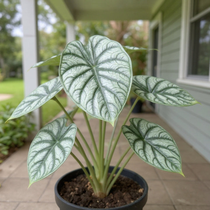 Alocasia ‘Silver Dragon’ plant showing unique silver foliage