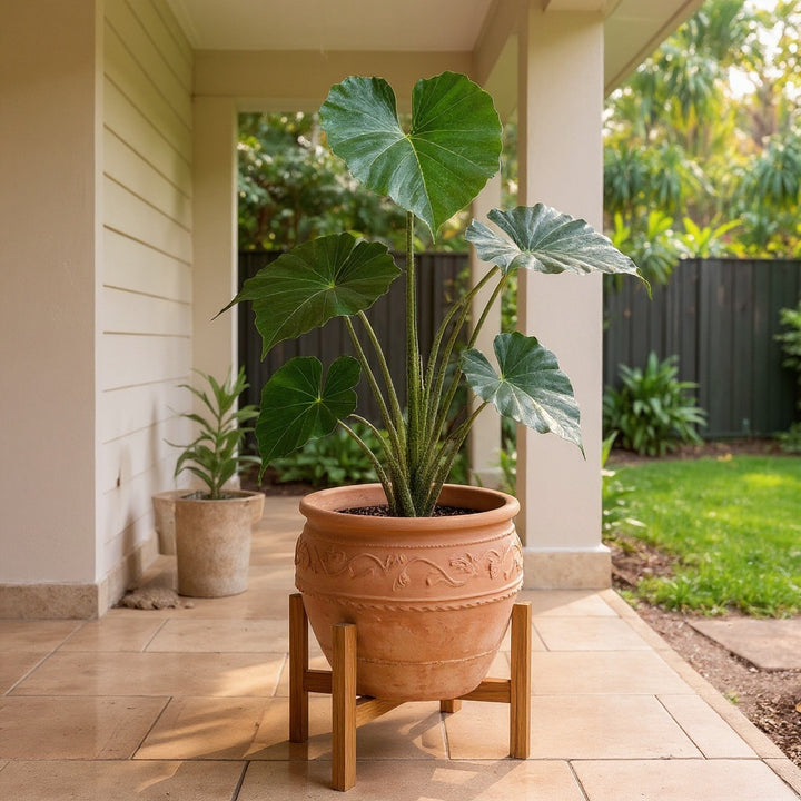 Alocasia Stingray plant showing distinctive stingray-shaped leaves