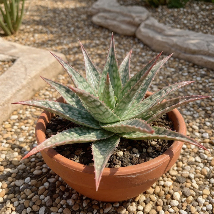 Aloe Pink Blush plant showing distinctive pink variegation