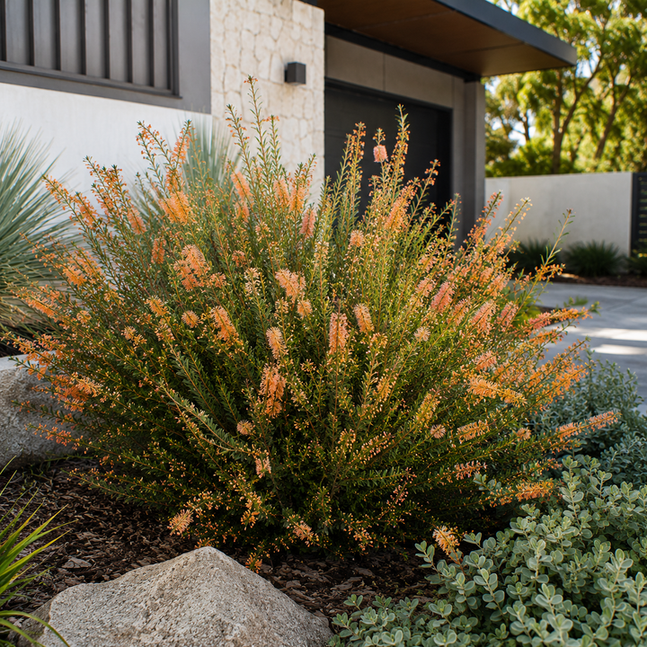 Melaleuca fulgens