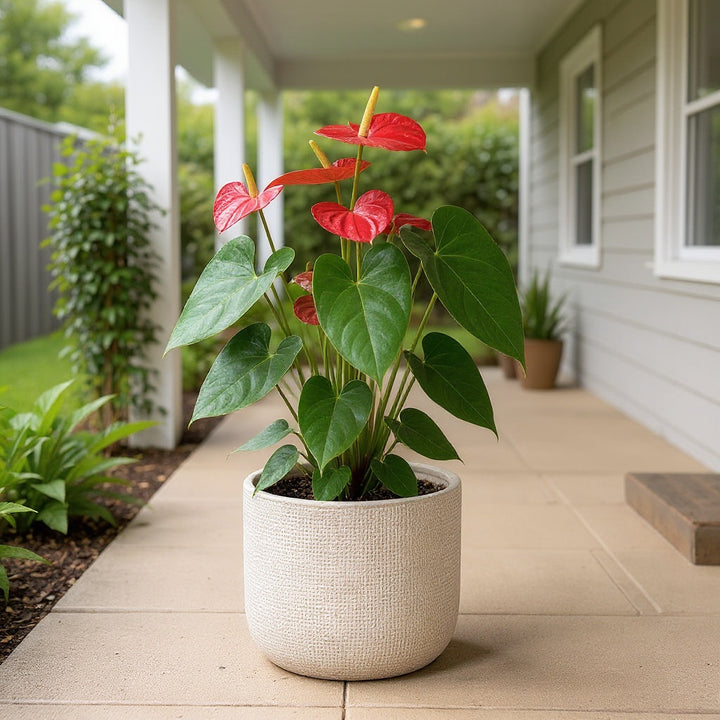 Assorted Anthurium plant showing lush, glossy green foliage