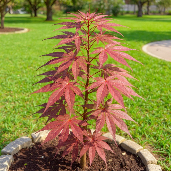 Atropurpureum Japanese Maple Tree showing breathtaking burgundy-red foliage