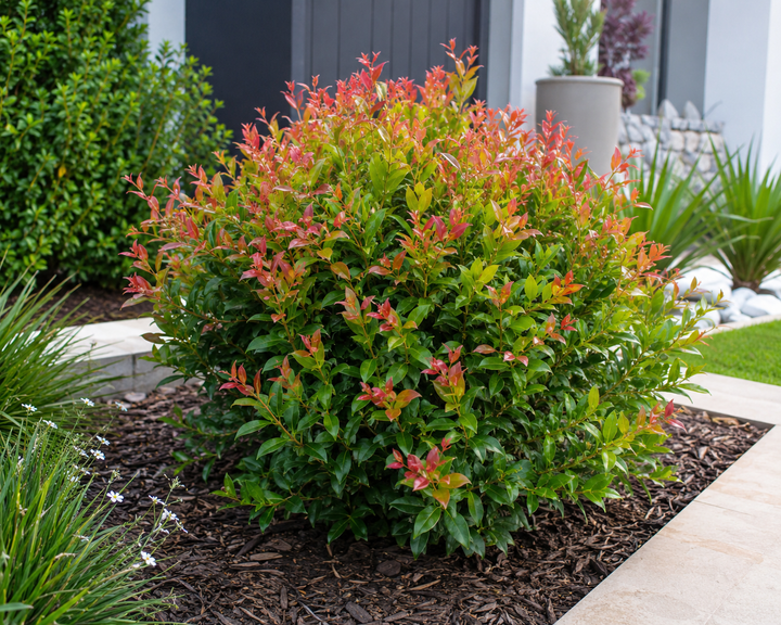 Baby Boomer Syzygium - Syzygium australe 'Baby Boomer' in an Australian garden setting