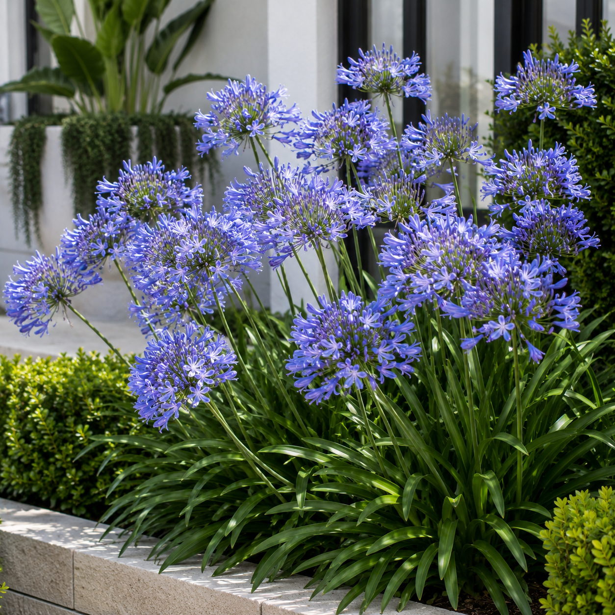 Agapanthus Baby Periwinkle