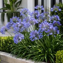 Agapanthus Baby Periwinkle