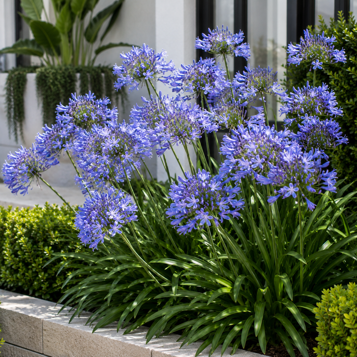 Agapanthus Baby Periwinkle